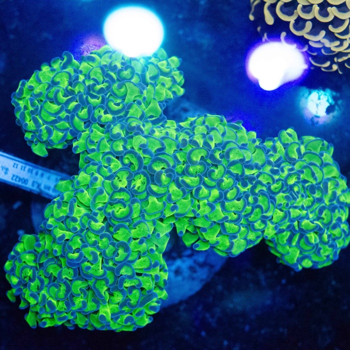 BAĞLANTI HORTUMU GOLF A3 PASSAT 1,8 / 1,9 TDI